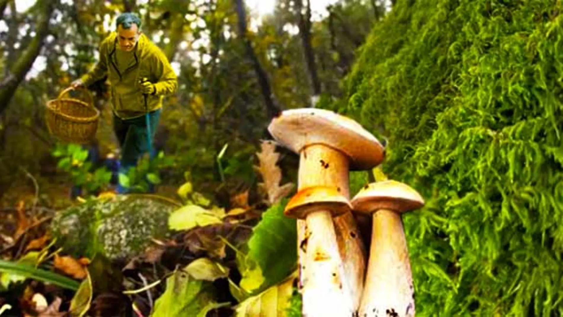 Bosque de la localidad soriana de Navaleno