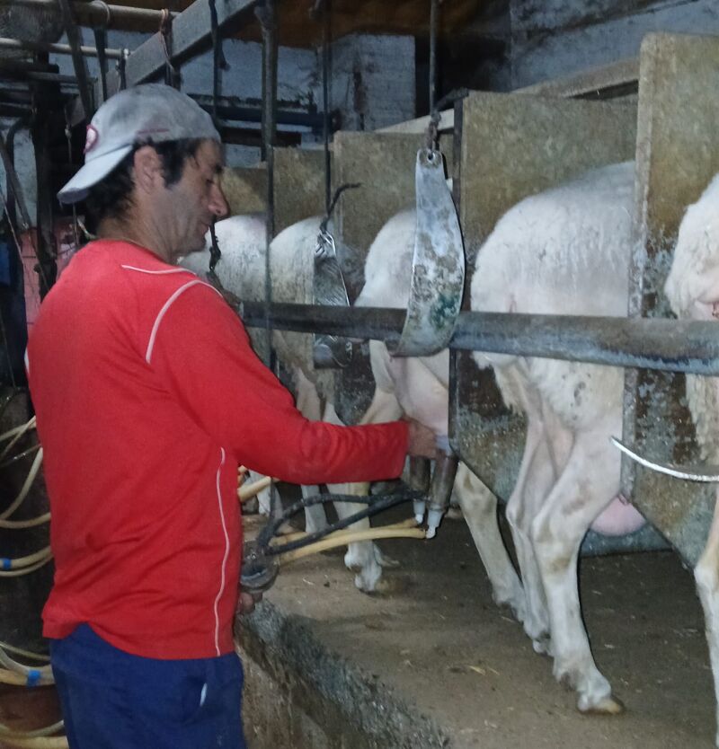 En Granja Vega Alberche elaboran los quesos con su propia leche