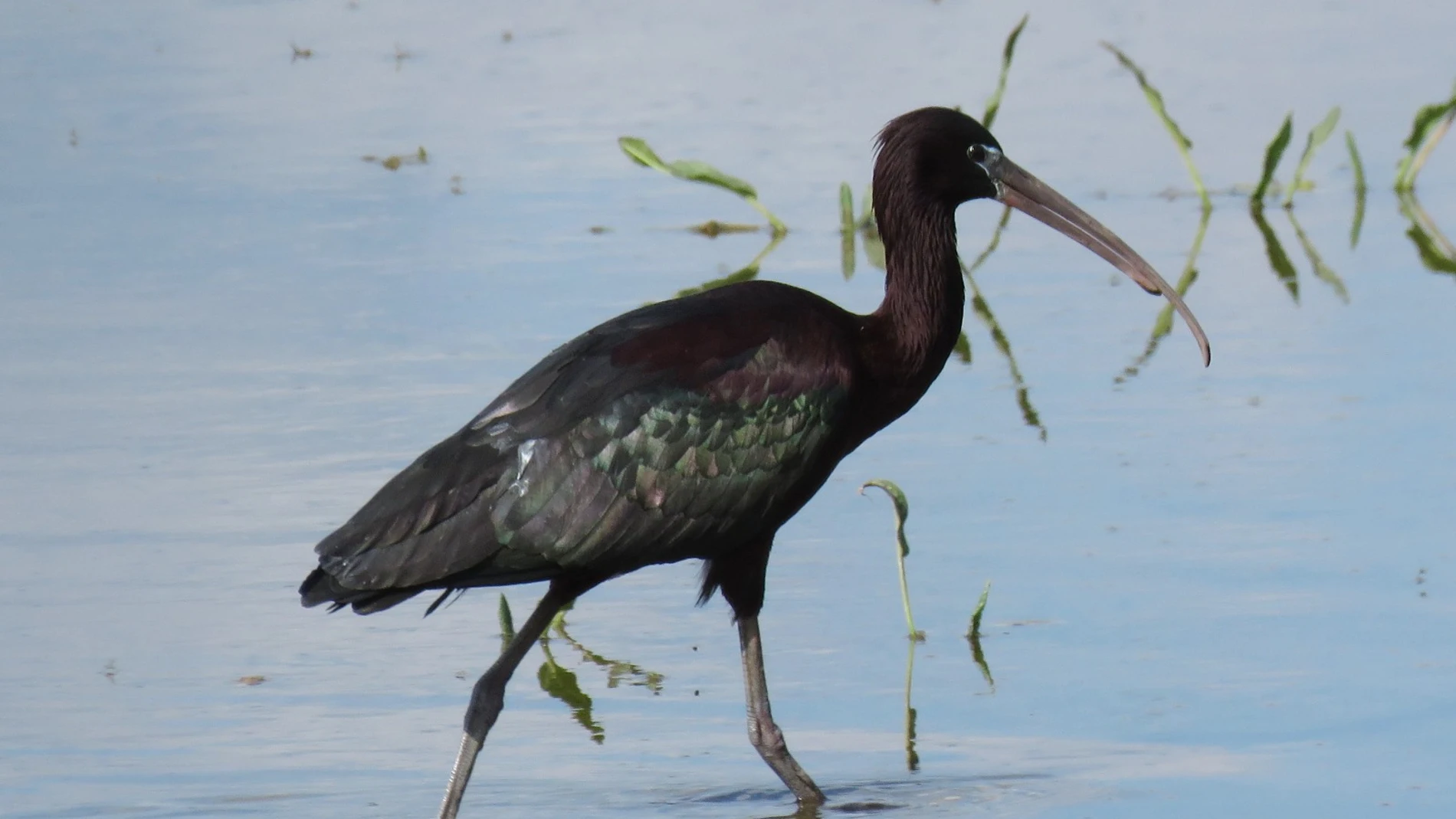 Ejemplar de morito, un ave que habita en las lagunas de Castilla y León