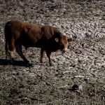  Una vaca en el pantano de Sau, a 20 de noviembre de 2023, en Vilanova de Sau, Barcelona, Cataluña