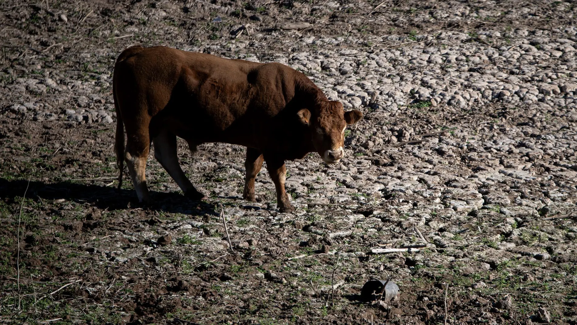 Una vaca en el pantano de Sau, a 20 de noviembre de 2023, en Vilanova de Sau, Barcelona, Cataluña