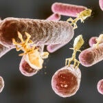 Bacterias de la Salmonella