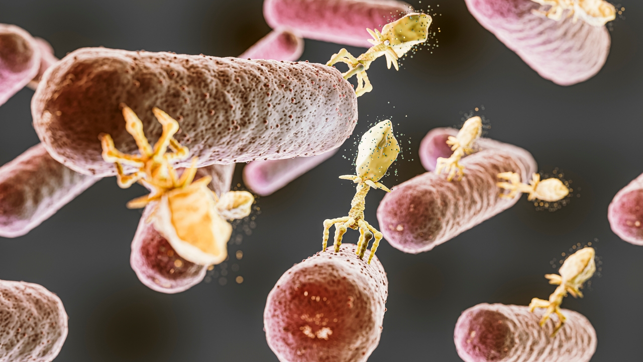 Una nueva vacuna podría salvar millones de niños en África y frenar la Salmonella en todo el mundo