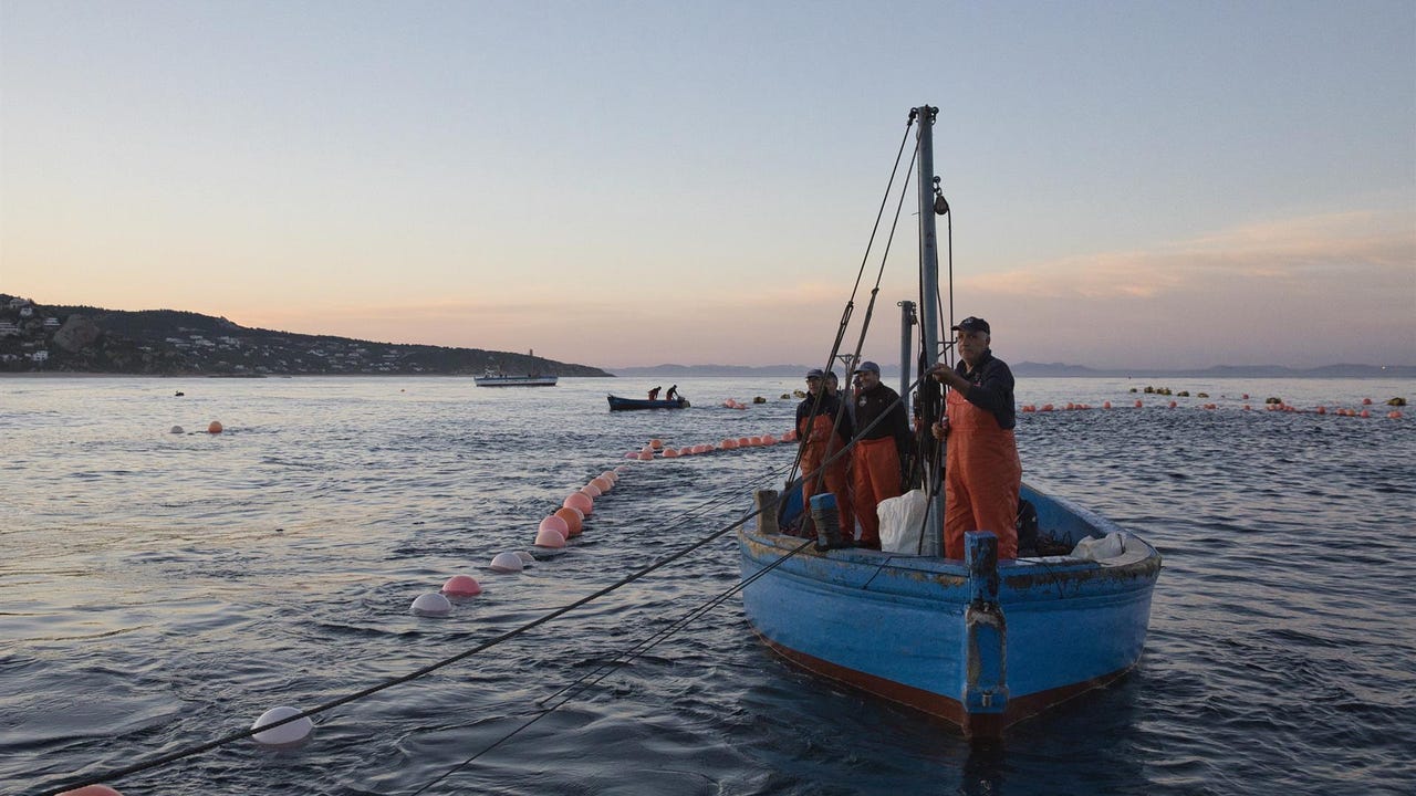 El 22,45 % de la superficie marina española será área protegida desde este miércoles