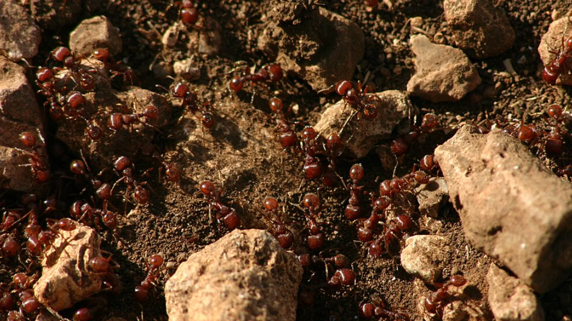 Una colonia de hormigas de fuego