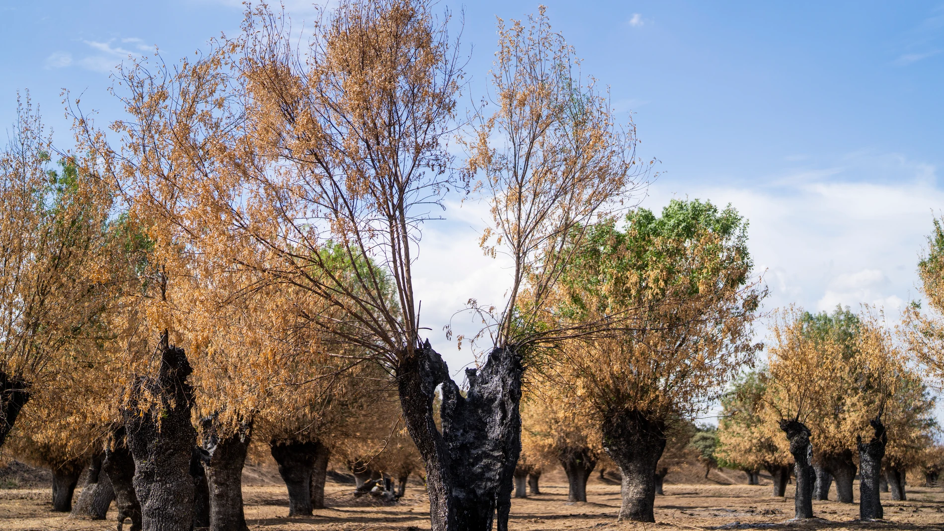 Reportaje 2 meses desde el incendio de Tres Cantos. Castillo de Viñuelas