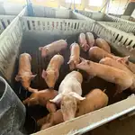 Economía.- Gobierno tranquiliza y apoya al sector porcino tras la imposición de aranceles chinos a las exportaciones