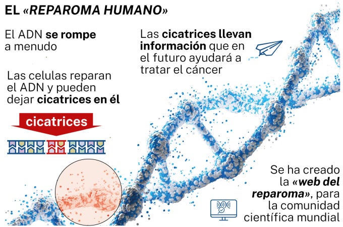 El «reparoma humano»