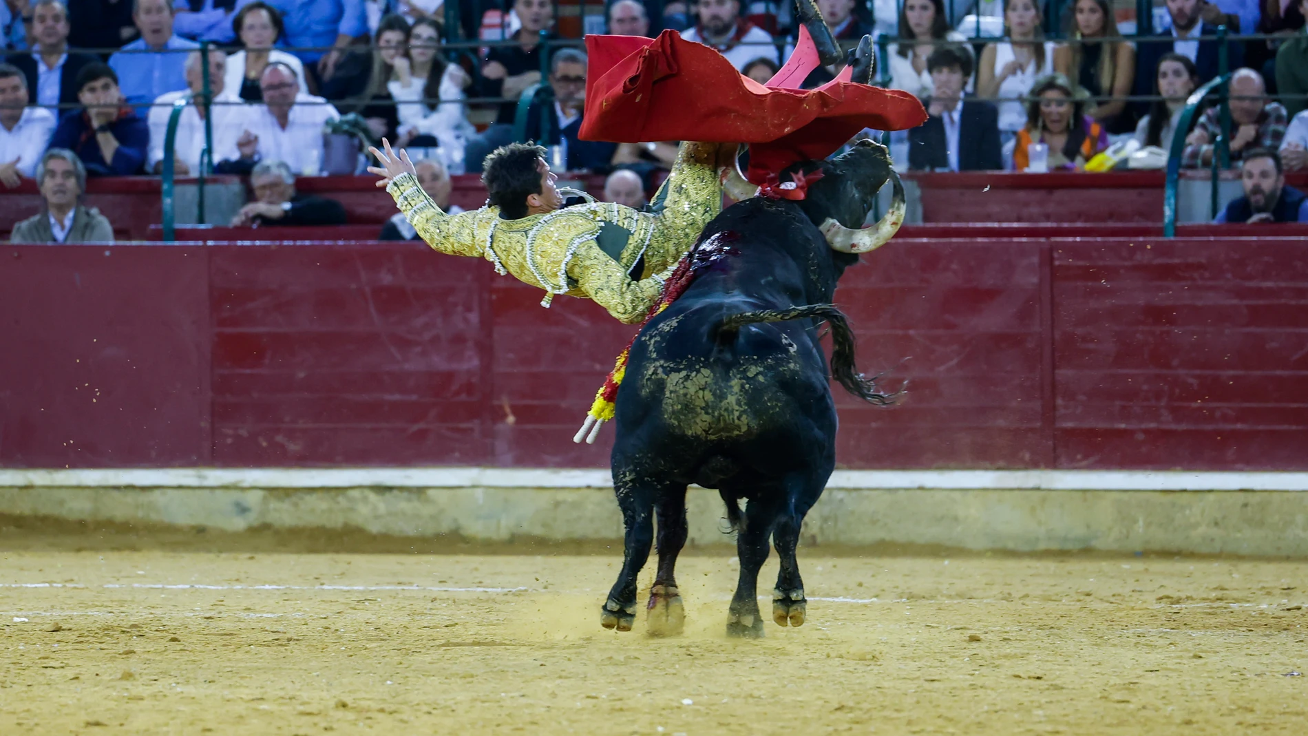 ZARAGOZA, 11/10/2025.- El diestro Daniel Luque sufre una cogida durante el festejo taurino de la Feria del Pilar, este sábado en Zaragoza. EFE/Javier Cebollada