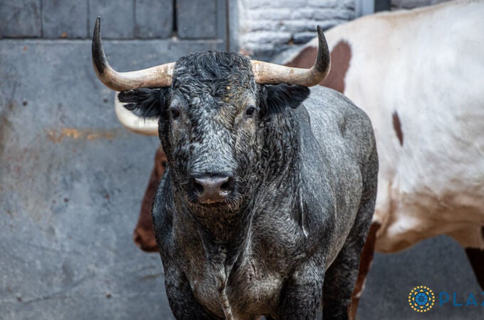 Seriedad, trapío y respeto: así son los imponentes toros de Victorino Martín para hoy en Las Ventas