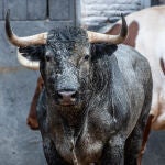 Seriedad, trapío y respeto: así son los imponentes toros de Victorino Martín para hoy en Las Ventas