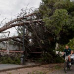 Un árbol cae en la calle Jaca de Valencia debido a las lluvias