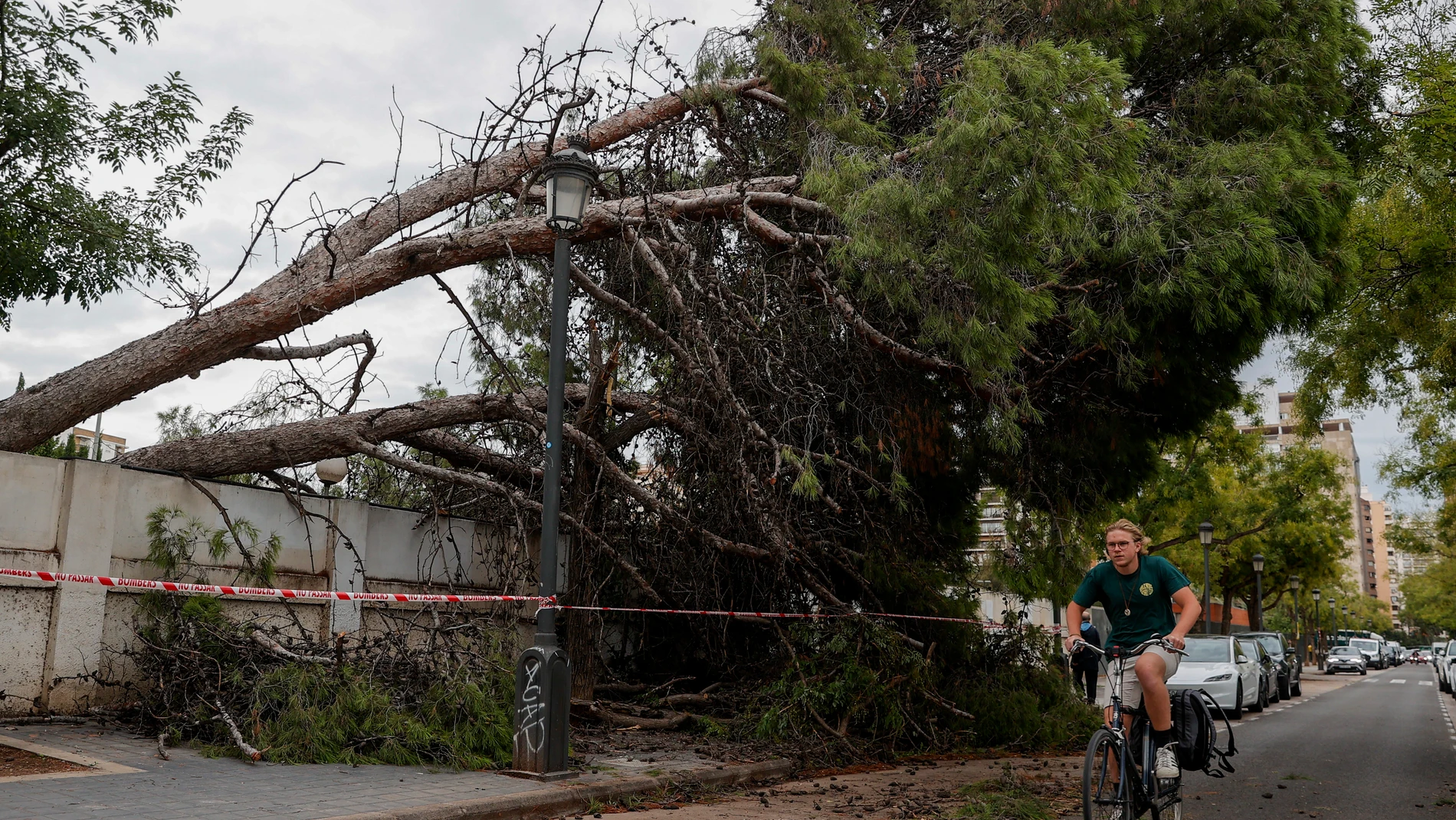 Un árbol cae en la calle Jaca de Valencia debido a las lluvias