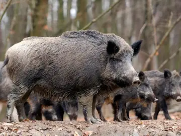 La Unió pide a la Generalitat que amplíe las ayudas a ayuntamientos para controlar la población de jabalíes Foto de recurso de jabalíes REMITIDA / HANDOUT por REMITIDA LA UNIÓ LLAURADORA Fotografía remitida a medios de comunicación exclusivamente para ilustrar la noticia a la que hace referencia la imagen, y citando la procedencia de la imagen en la firma 13/10/2025