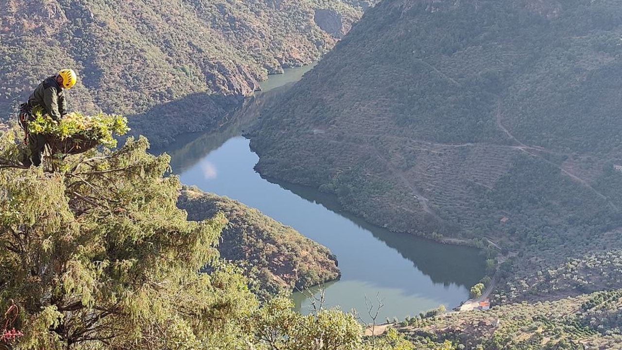 Madrid reconstruye el hogar del buitre negro en el valle del Duero