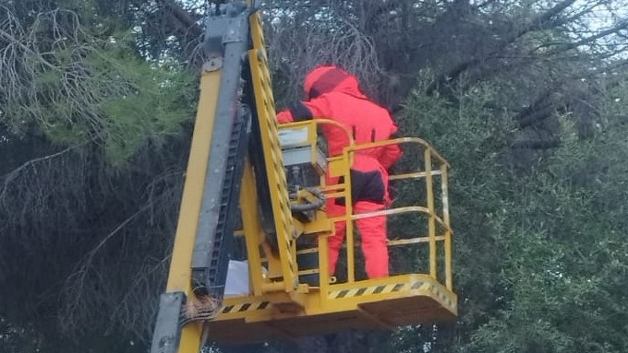 Retirado en Alhaurín de la Torre un nido de avispas velutinas, especie exótica depredadora de abejas