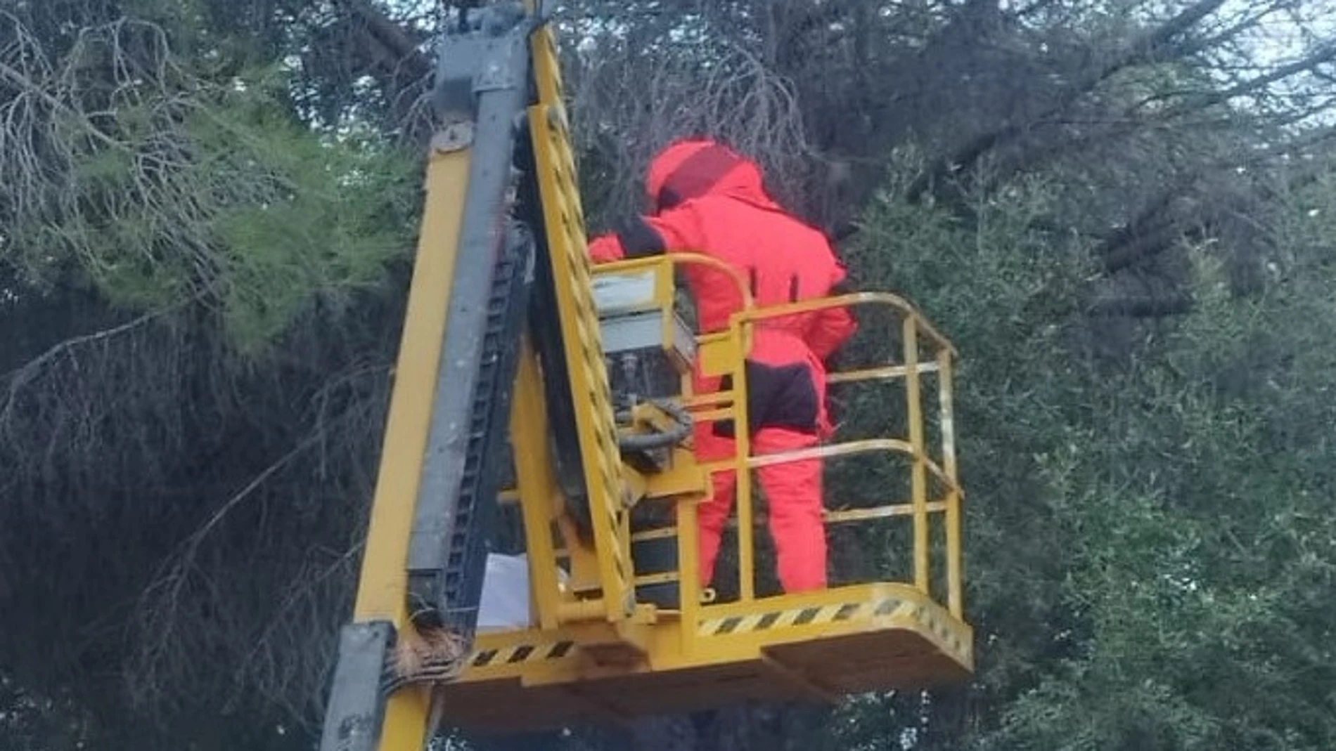 Una empressa especializada, efectivos del Consorcio Provincial de Bomberos y las áreas de Medio Ambiente y Servicios Operativos del Ayuntamiento han participado en el dispositivo para retirar el avispero que será analizado en la Universidad de Valencia.REMITIDA / HANDOUT por AYUNTAMIENTO DE ALHAURÍN DE LA TORREFotografía remitida a medios de comunicación exclusivamente para ilustrar la noticia a la que hace referencia la imagen, y citando la procedencia de la imagen en la firma15/10/2025