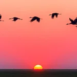 Migración de las aves