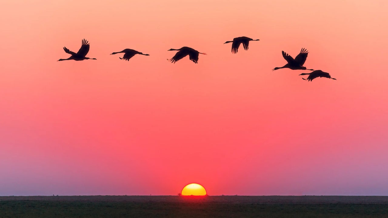El mejor momento para ver la migración de aves en Cataluña durante el mes de otoño: estos son los lugares y el horario