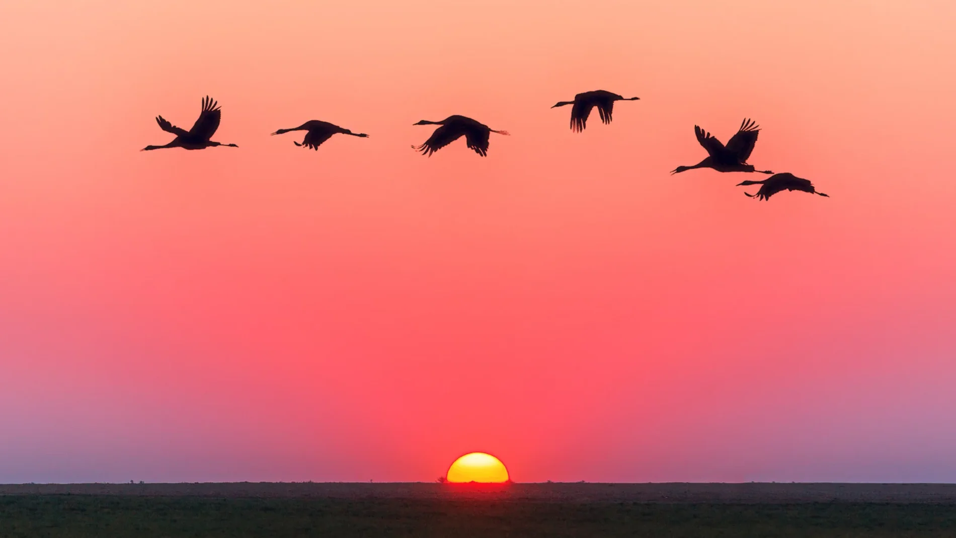 Migración de las aves