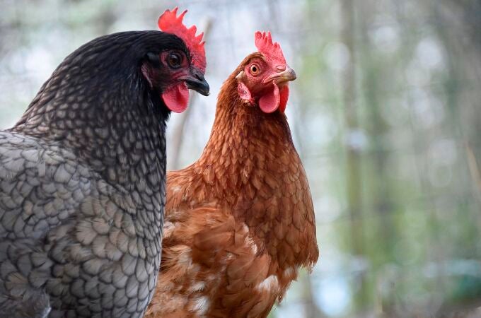 Imagen de archivo de dos gallinas