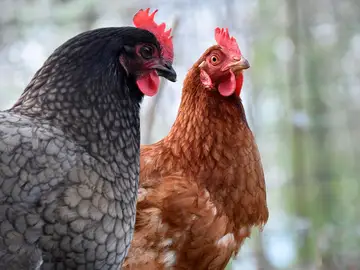 Imagen de archivo de dos gallinas Imagen de archivo de dos gallinas