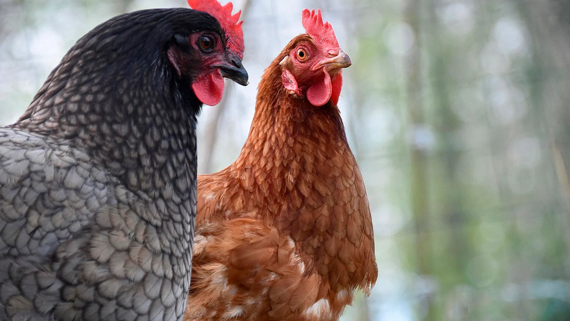 Cantabria confirma dos nuevos casos de gripe aviar en gaviotas recogidas en Laredo y Santoña