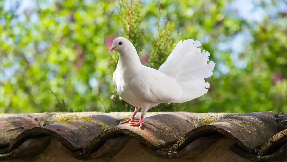 Las palomas son por excelencia el ave que más suele posarse sobre nuestros jardines o terrazas