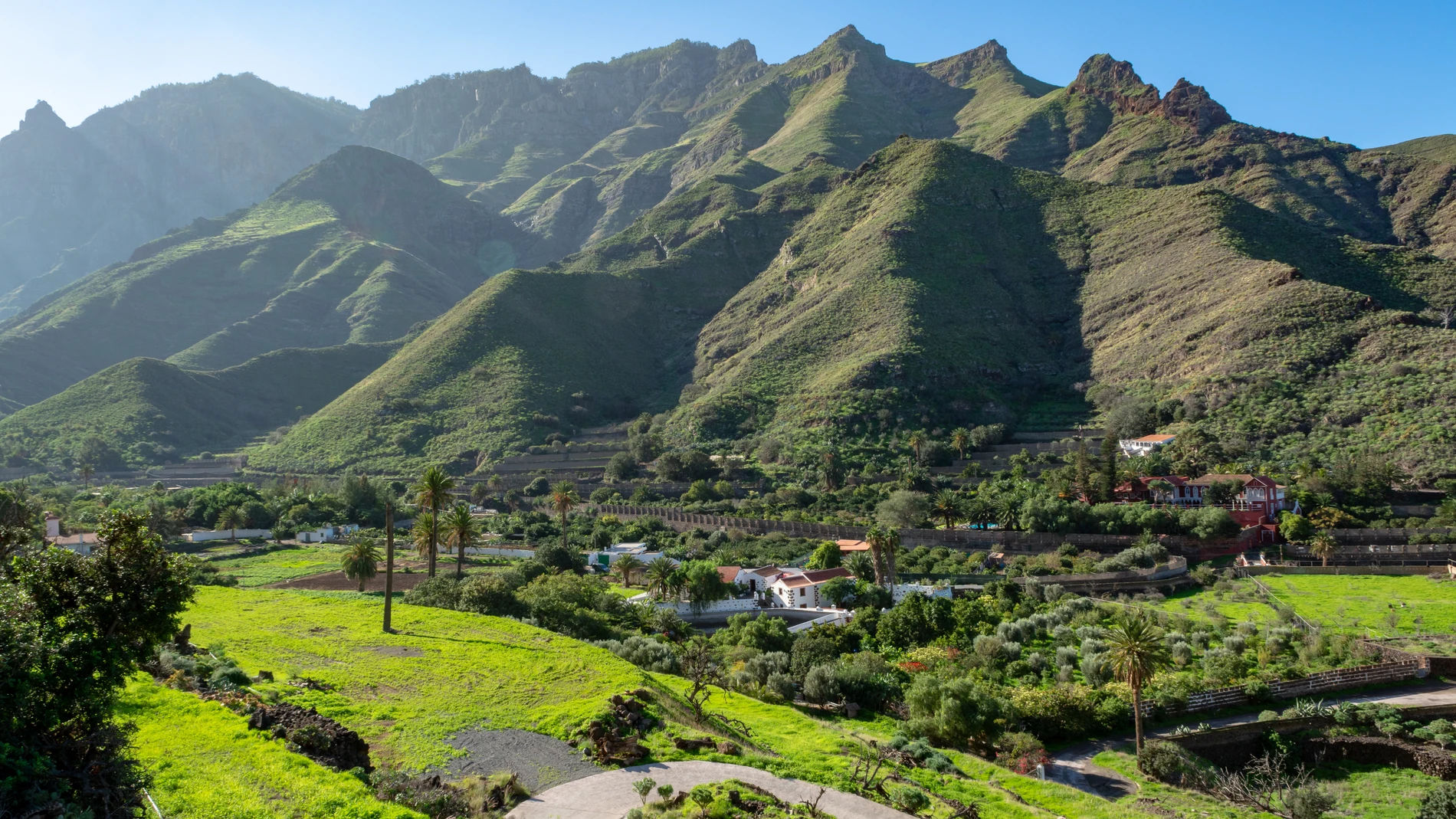 El Valle de Agaete cultiva una de las variedades más antiguas de café en el mundo, contando con la única plantación de España y Europa