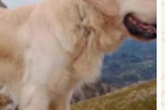 El perro desaparecido