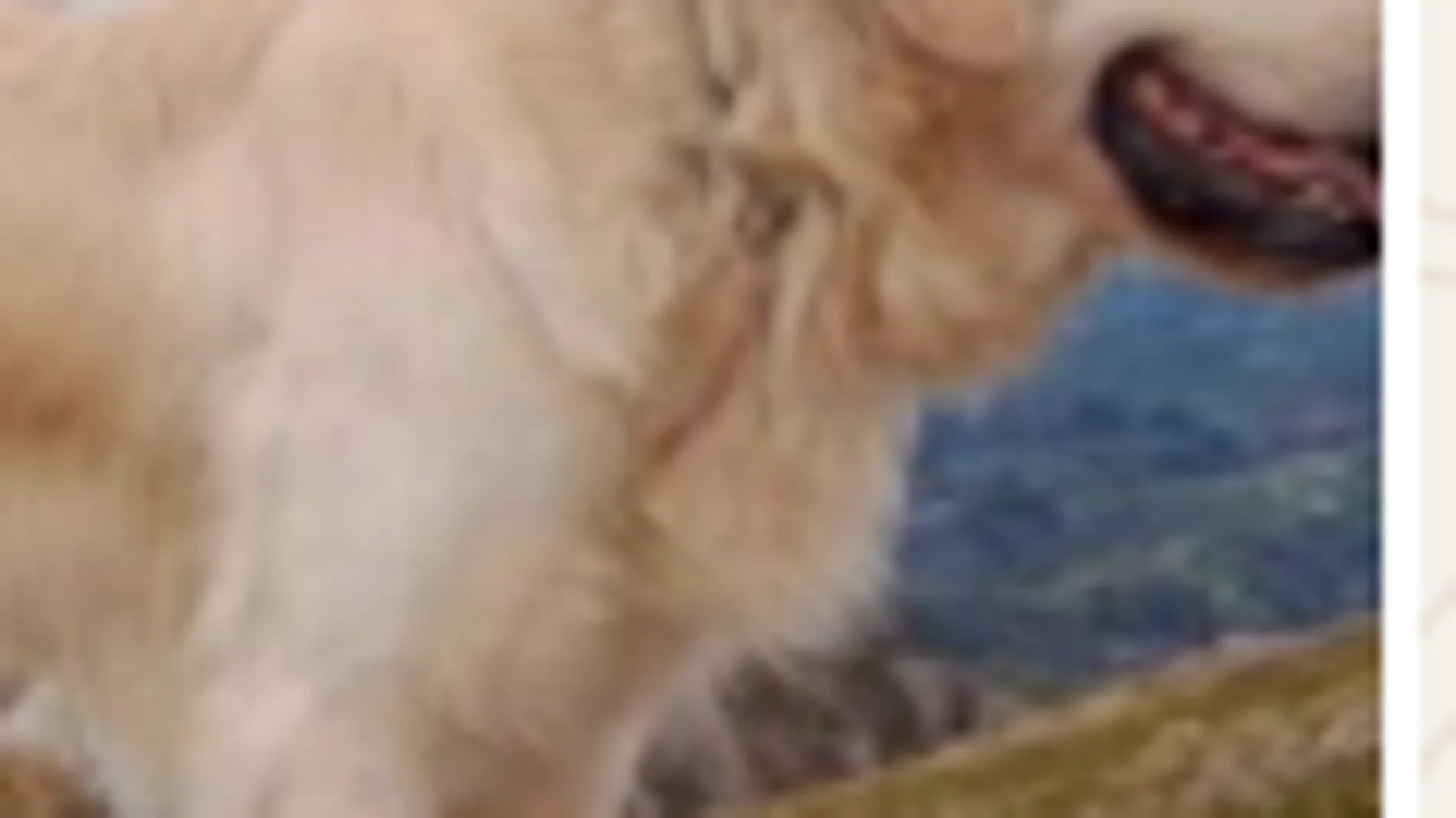 El perro desaparecido