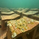 MURCIA.-IEO-CSIC y ANSE instalan el primer arrecife experimental de ostra nativa en el Mar Menor para impulsar su restauración