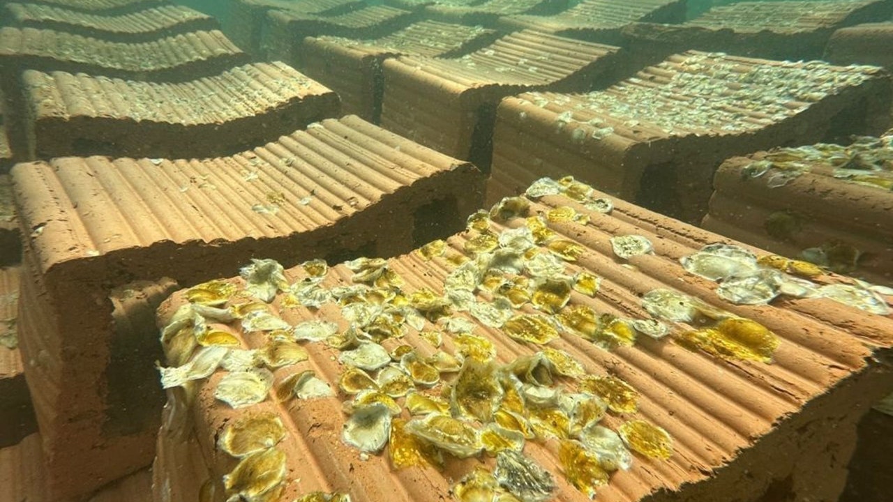 Instalan el primer arrecife experimental de ostra nativa en el Mar Menor