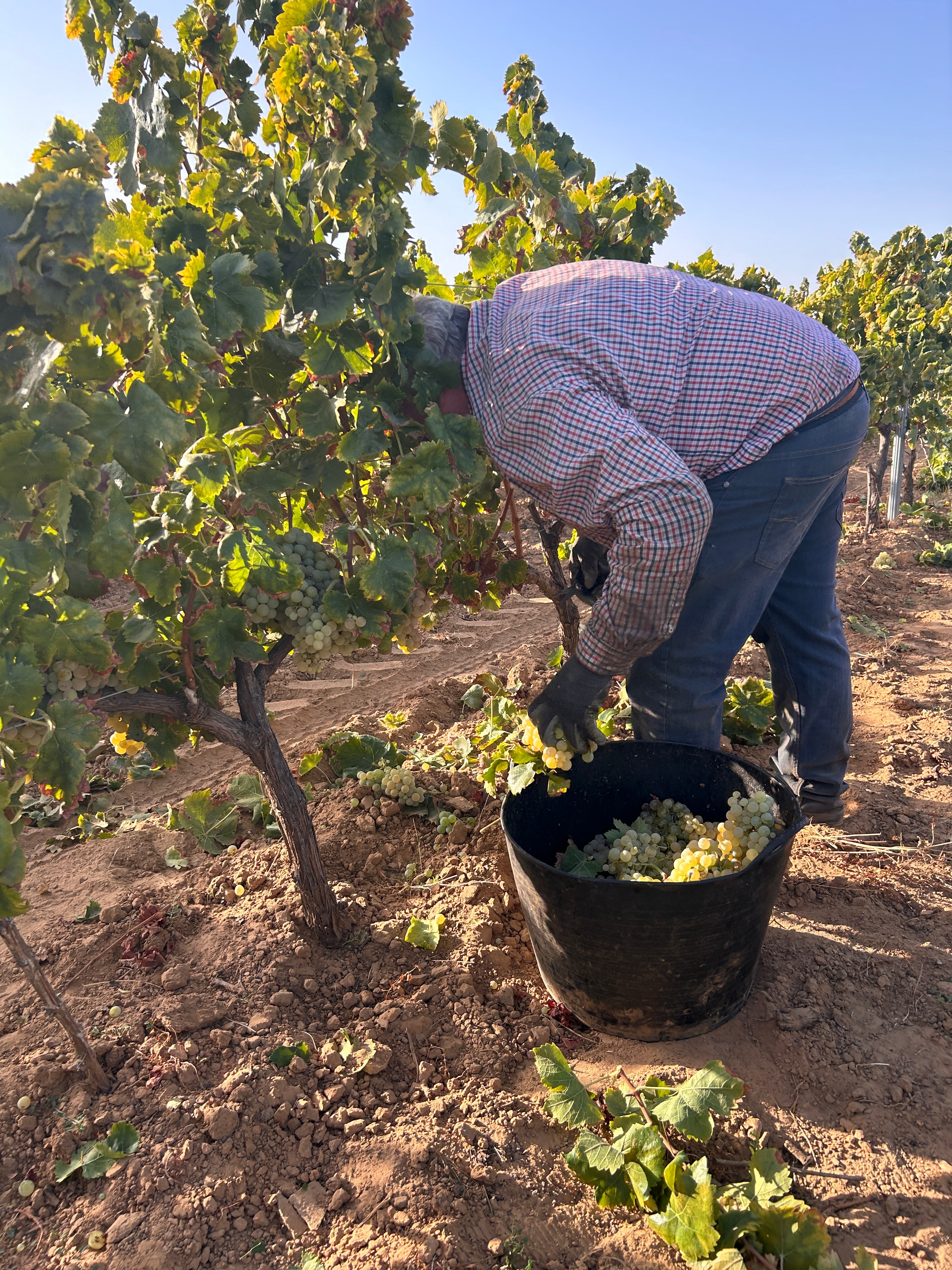 Cae entre un 50-60 % la producción en el Condado de Huelva por la afección del mildiu