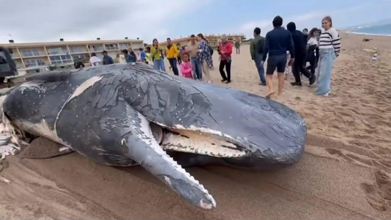 Aparece una ballena de más de 10 metros en una playa de Pals, en Girona