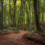 La Fageda d'en Jordà, cerca de Olot