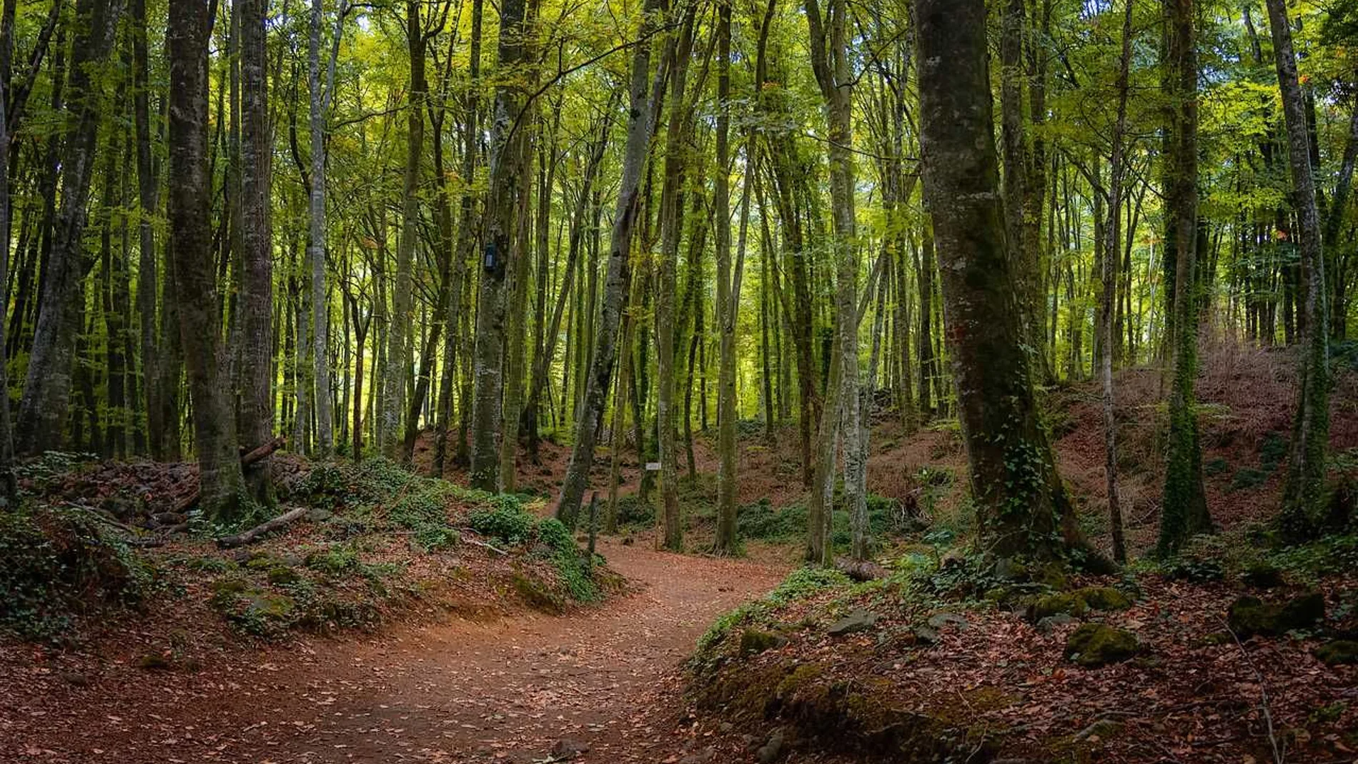 La Fageda d'en Jordà, cerca de Olot