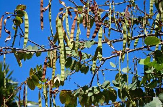 ¿Para qué sirve el algarrobo? El árbol mediterráneo que fue "comida de pobres" y huele a semen