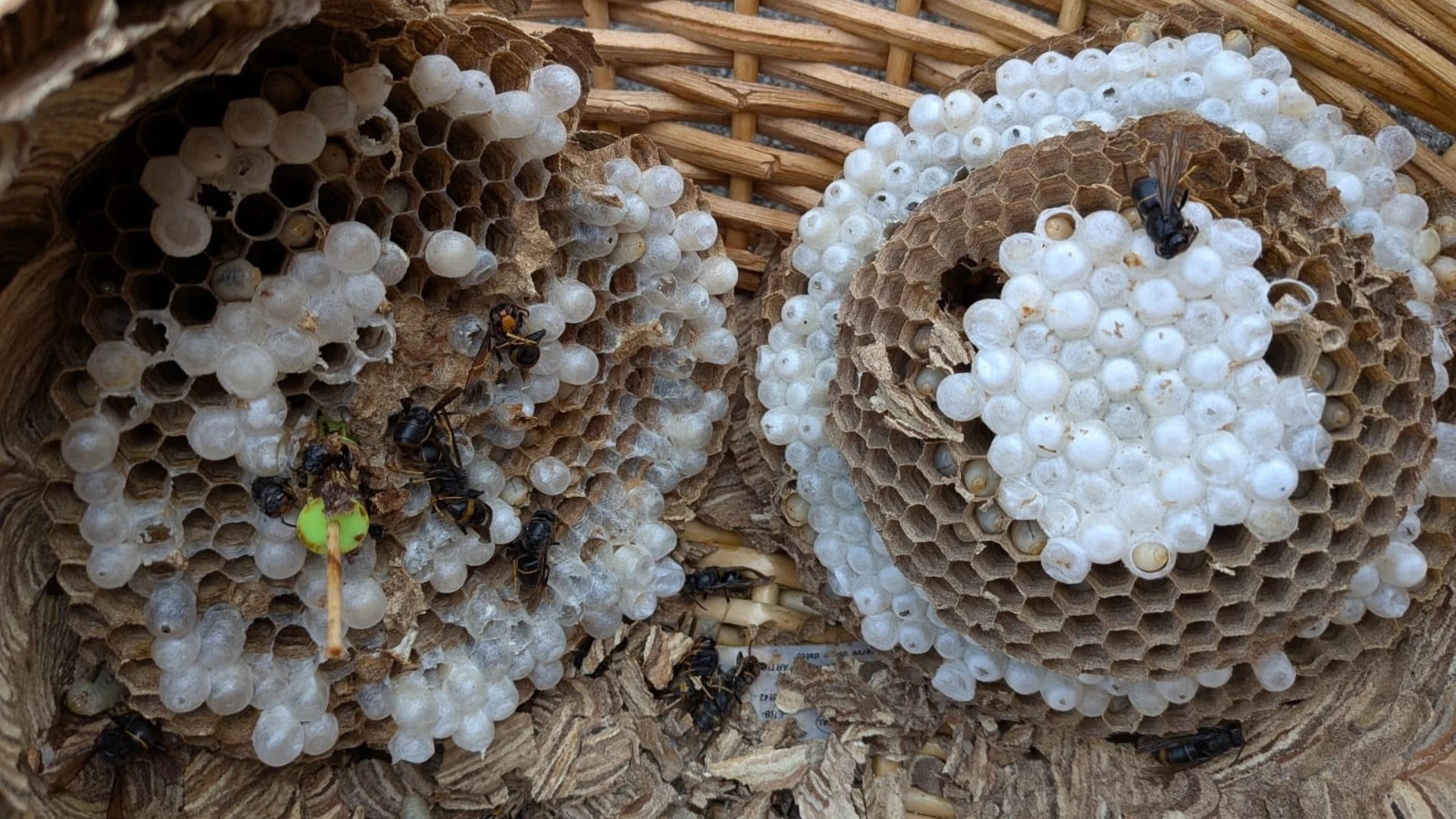 (Foto de ARCHIVO)Restos de un nido inutilizado de avispa velutinaEUROPA PRESS20/08/2025