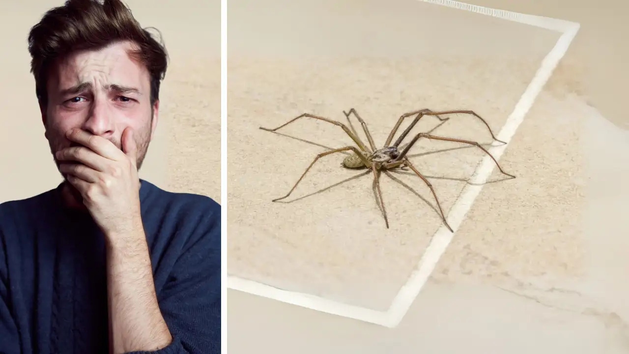 Ni zapatillas, ni insecticidas: este invento de 3 euros es la forma más limpia y segura de librarte de los bichos en casa
