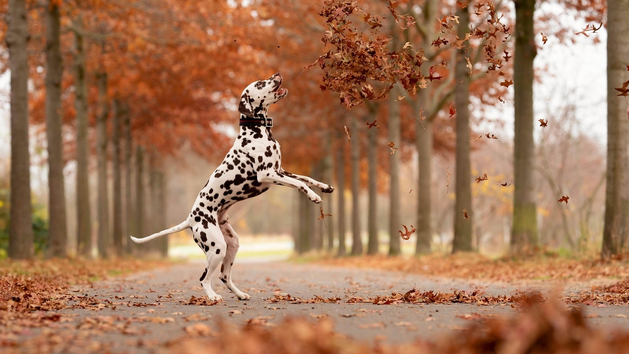 ¿Por qué mi perro se comporta diferente cuando llega el otoño?