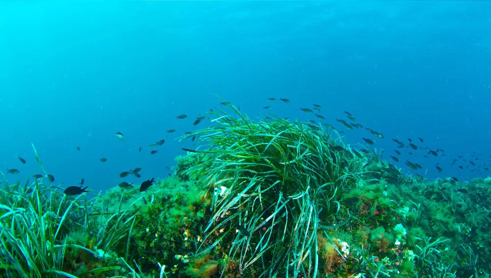 Posidonia oceánica
