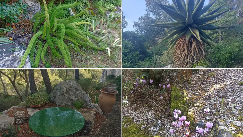 Plantas del Jardín Botánico