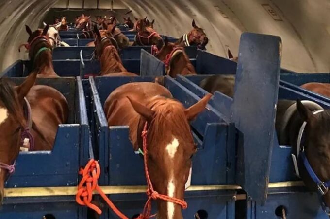Caballos en la bodega de un avión Caballos en la bodega de un avión