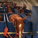 Caballos en la bodega de un avión