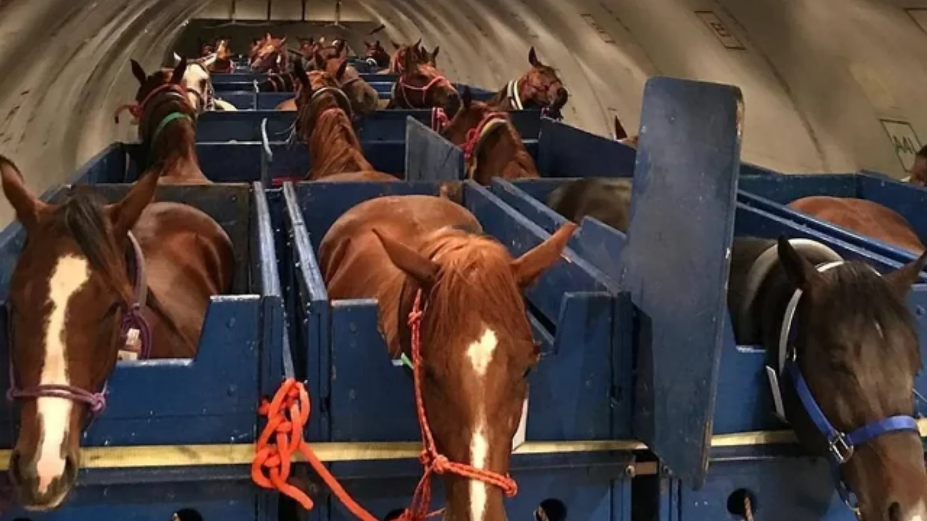 Caballos en la bodega de un avión