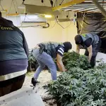 35 detenidos e incautadas cerca de 17.000 plantas de marihuana en una macrooperación contra el tráfico de drogas