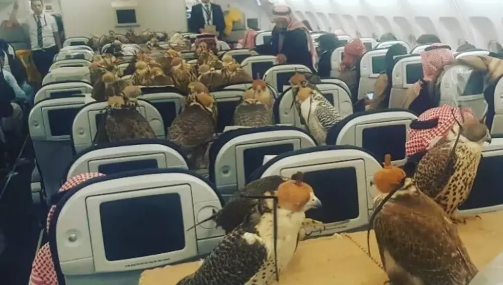 Más allá del perro o el gato: los animales que necesitan pasaporte para viajar