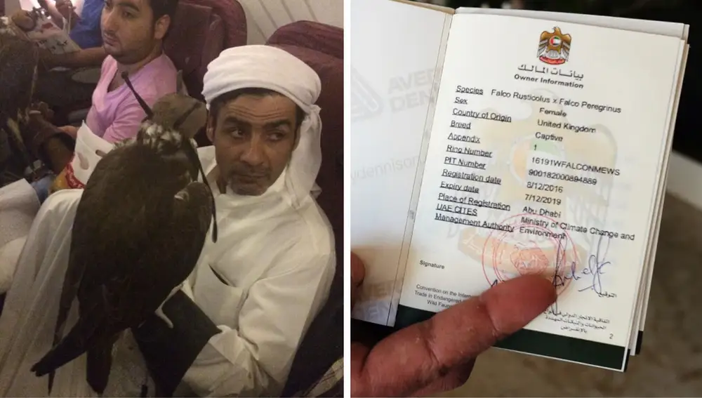 Halcón como pasajero de un avión