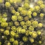 Investigadores de la UMU descubren una nueva especie de musgo en el desierto de Atacama